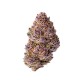 Unicorn Wagyu Growers Choice premium exotic cannabis genetika Growers Choice Unicorn Wagyu feminizált kannabisz magok egzotikus fuel bogyós aromával