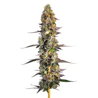 Growers Choice - .Unicorn Wagyu