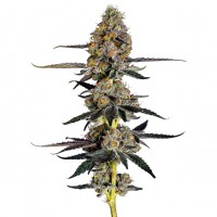 Growers Choice - Watermelon Punch