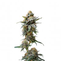 Growers Choice - Watermelon Weddingcake