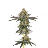 Growers Choice - Weddingcake x Frosty Gelato