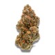Growers Choice Weddingcake x Frosty Gelato kannabisz magok