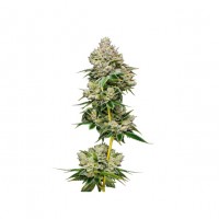 Growers Choice - White Truffle Limited Edition