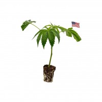 Banana Runtz – Prémium kannabisz klón