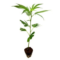 Grape Pie – Prémium kannabisz klón