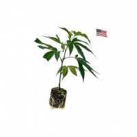 Fizzy Bubblegum – Prémium kannabisz klón