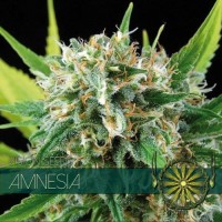 Vision Seeds - Amnesia (Feminized) Vision Seeds - Amnesia (Feminized)