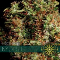 Vision Seeds - NY Diesel (Feminized) Vision Seeds - NY Diesel (Feminized)