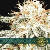 Vision Seeds - Russian Snow (Feminized) Vision Seeds - Russian Snow (Feminized)