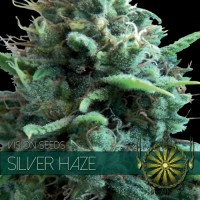 Vision Seeds - Silver Haze (Feminized) Vision Seeds - Silver Haze (Feminized)