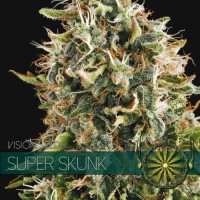 Vision Seeds - Super Skunk (Feminized) Vision Seeds - Super Skunk (Feminized)