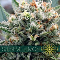 Vision Seeds - Supreme Lemon (Feminized) Vision Seeds - Supreme Lemon (Feminized)