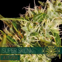 Vision Seeds - Super Skunk (Autoflowering) Vision Seeds - Super Skunk (Autoflowering)
