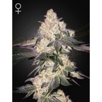 Greenhouse Seeds - Moweeto (Feminizált) Greenhouse Seeds - Moweeto (Feminizált)