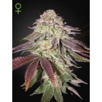 Greenhouse Seeds - Sugarlato (Autoflowering) Greenhouse Seeds - Sugarlato (Autoflowering)