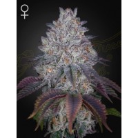 Greenhouse Seeds - King’s Tart (Feminizált) Greenhouse Seeds - King’s Tart (Feminizált)