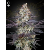 Greenhouse Seeds - Ztrawberry (Feminisiert)