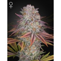 Greenhouse Seeds - Pulp Friction (Feminizált) Greenhouse Seeds - Pulp Friction (Feminizált)