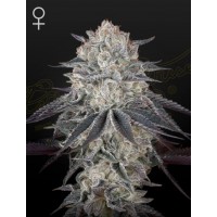 Greenhouse Seeds - Fullgas! (Feminisiert) Greenhouse Seeds - Fullgas! (Feminisiert)