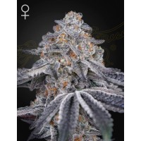Greenhouse Seeds - Velvet Moon (Feminizált) Greenhouse Seeds - Velvet Moon (Feminizált)