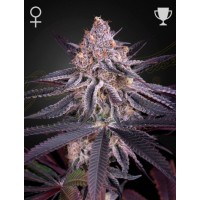 Greenhouse Seeds - King's Juice (Feminizált) Greenhouse Seeds - King's Juice (Feminizált)
