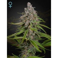 Greenhouse Seeds - Deep Candy (Feminizált) Greenhouse Seeds - Deep Candy (Feminizált)