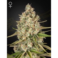Greenhouse Seeds - Lost Pearl (Feminizált) Greenhouse Seeds - Lost Pearl (Feminizált)