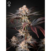 Greenhouse Seeds - Wonder Pie (Feminisiert)