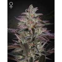 Greenhouse Seeds - Banana Krumble (Feminisiert) Greenhouse Seeds - Banana Krumble (Feminisiert)
