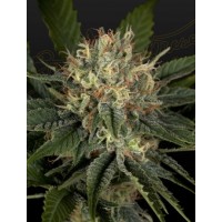 Greenhouse Seeds - Super Lemon Haze x Banana Punch (Feminizált) Greenhouse Seeds - Super Lemon Haze x Banana Punch (Feminizált)
