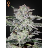 Greenhouse Seeds - Sweet Valley Kush (Feminizált) Greenhouse Seeds - Sweet Valley Kush (Feminizált)