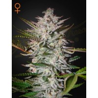Greenhouse Seeds - Holy Punch (Feminizált) Greenhouse Seeds - Holy Punch (Feminizált)