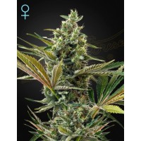Greenhouse Seeds - Super Lemon Haze CBD (Autoflowering) Greenhouse Seeds - Super Lemon Haze CBD (Autoflowering)