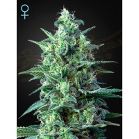 Greenhouse Seeds - White Widow CBD (Autoflowering) Greenhouse Seeds - White Widow CBD (Autoflowering)