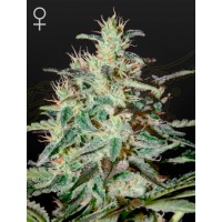 Greenhouse Seeds - White Lemon (Feminizált) Greenhouse Seeds - White Lemon (Feminizált)