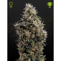 Greenhouse Seeds - Sweet Mango (Autoflowering) Greenhouse Seeds - Sweet Mango (Autoflowering)