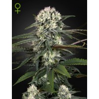 Greenhouse Seeds - Bomb (Autoflowering) Greenhouse Seeds - Bomb (Autoflowering)