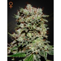 Greenhouse Seeds - Kalashnikova (Feminizált) Greenhouse Seeds - Kalashnikova (Feminizált)