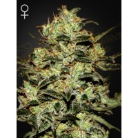 Greenhouse Seeds - Moby Dick (Feminizált) Greenhouse Seeds - Moby Dick (Feminizált)