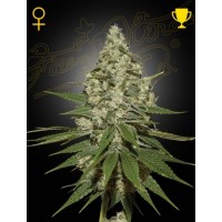 Greenhouse Seeds - Super Lemon Haze (Feminizált) Greenhouse Seeds - Super Lemon Haze (Feminizált)