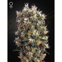 Greenhouse Seeds - The Church (Feminizált) Greenhouse Seeds - The Church (Feminizált)