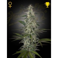 Greenhouse Seeds - Hawaiian Snow (Feminisiert) Greenhouse Seeds - Hawaiian Snow (Feminisiert)