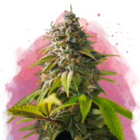 Nirvana seeds - Amnesia Haze (Feminized) Nirvana seeds - Amnesia Haze (Feminized)
