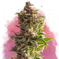 Nirvana seeds - Aurora Indica (Feminized) Nirvana seeds - Aurora Indica (Feminized)