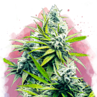 Nirvana seeds - B-52 (Feminized) Nirvana seeds - B-52 (Feminized)