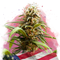 Nirvana seeds - Bruce Banner 3 (Feminized) Nirvana seeds - Bruce Banner 3 (Feminized)