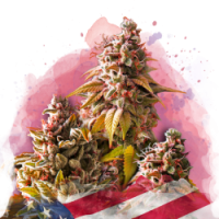 Nirvana seeds - Bubble Kush (Feminized) Nirvana seeds - Bubble Kush (Feminized)