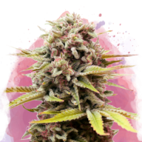 Nirvana seeds - Bubblelicious (Feminized) Nirvana seeds - Bubblelicious (Feminized)