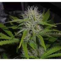Nirvana seeds - Cherry Wine v2 CBD (Feminized) Nirvana seeds - Cherry Wine v2 CBD (Feminized)