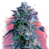 Nirvana seeds - Chocolope (Feminized) Nirvana seeds - Chocolope (Feminized)